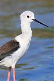 Black-winged Stiltborder=